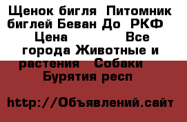 Щенок бигля. Питомник биглей Беван-До (РКФ) › Цена ­ 20 000 - Все города Животные и растения » Собаки   . Бурятия респ.